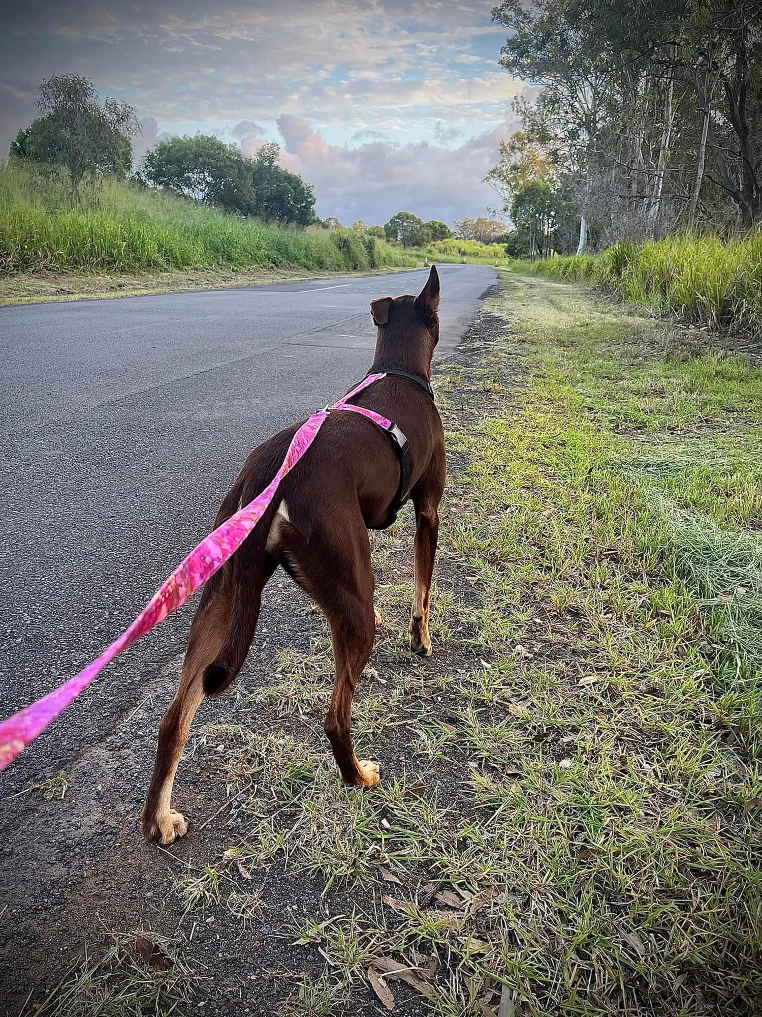 Dog Harnesses